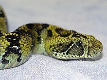 Bitis-parviocula-2.jpg