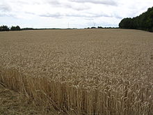 Un champ de blé à proximité de Mérigny.