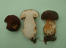Un gros champignon brun au pied renflé