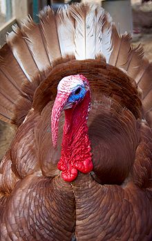 Bourbon Red tom close-up.jpg