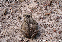 Bufo scitulus01.jpg