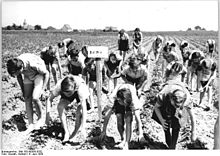 Jeunes élèves de l'arrondissement de Zwickau-Campagne (Allemagne de l'Est) ramassant des doryphores en 1950