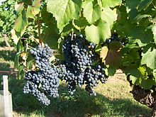 La photo couleur montre un plan de côt N chargé de raisins dans une vigne enherbée.