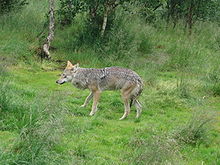 Canis lupus-Wolf-Polar Zoo Norway.JPG