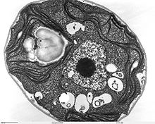 photographie prise par microscopie électronique en  transmission permettant d'observer la répartition du chloroplaste dans quasiment la totalité du cytoplasme