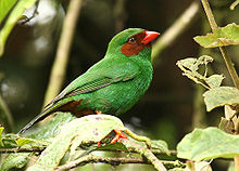 Un oiseau vert vif aux joues, pattes, croupion et bec rouges