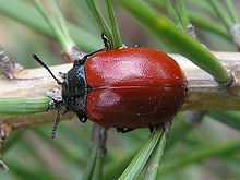 Un coléoptère noir au élytres rouge foncé