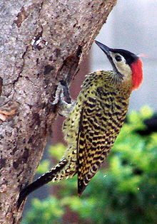 Un oiseau semblable à un pivert est accroché le long d'un tronc, devant un orifice circulaire.