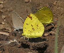 Common Grass Yellow (Eurema hecabe) in Kawal WS, AP W IMG 1779.jpg