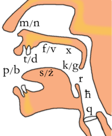 Schéma représentant en coupe verticale l'appareil phonologique humain sur lequel sont disposés à l'endroit de leur production phonique les consonnes de l'alphabet maltais. Le couple de nasales m et n dans la fosse nasale, les occlusives p et b entre les lèvres, t et d entre les dents, k et g à l'arrière de la voute du palais et q au niveau des cordes vocales. Le couple de fricatives f et v au niveau du palais, s et ż sur la langue, x à l'arrière du palais et ħ dans le pharynx. Enfin la roulée r au niveau de la luette.