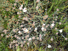 Convolvulus lanuginosus 1.JPG