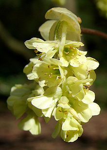 Inflorescence de Corylopsis pauciflora