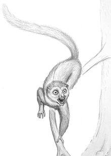 Dessin en niveaux de gris d'un lémurien à la queue aussi longue que le corps courant le long d'une branche.