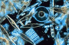 cette photo prise au microscope illustre la diversité morphologique des diatomées, on peut voir des cellules rondes, rectangulaires, ovales ou encore trapézoïdales