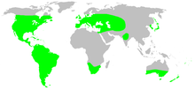 Distribution.anyphaenidae.1.png