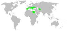 Distribution.synaphridae.1.png