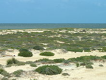 Paysage de plage couverte de touffes d’herbe.
