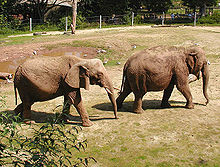 Deux éléphants sur suivant dans un zoo