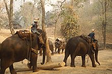 Eléphants d'Asie montés par leur cornac