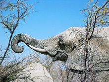 Tête d'éléphant d'Afrique, à grandes oreilles et longues défenses.