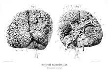 Cerveau d'un cachalot avec une vue de dessus et une vue ventrale faisant apparaître vaisseaux et faisceaux nerveux.