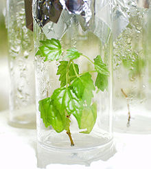 Photographie montrant un tube de verre contenant un jeune plant sain issu de bouture d'apex.