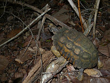 Flat-backed Spider Tortoise, Kirindy, Madagascar.jpg