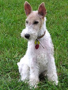 Fox Terrier Alex.jpg