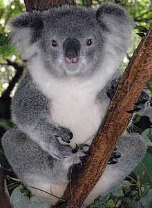 Koala femelle dans la fourche d'un eucalyptus