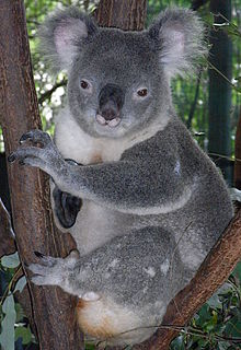 Koala mâle au scrotum proéminent dans la fourche d'un eucalyptus