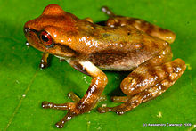 Gastrotheca antoniiochoai05.jpeg