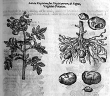La gravure représente à gauche une tige dressée portant feuilles et fleurs et à droite, outre quelques pommes de terre en gros plan, la racine portant les tubercules.