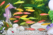 Photographie montrant plusieurs poisson GloFish, poisson zèbre transgénique, dans un aquarium. Des poissons de couleurs jaune, rouge et verte sont visibles, alors que le poisson zèbre porte des rayures horizontales blanches et bleues