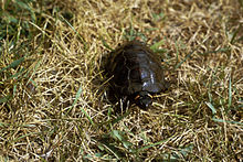 Une Tortue de Muhlenberg se tenant sur ses quatre pattes et marchant dans l'herbe épaisse, vue du dessus