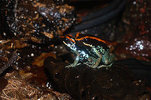 Golfo-dulce-poison-dart-frog-1.jpg