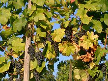 Photographie montrant une vigne non effeuillée ; les feuilles au niveau des grappes sont décolorées, elles ne participent plus à la photosynthèse.