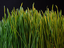 brins d'herbe fine, serrés, verts avec des traces de jaune, sur fond noir visible en haut de la photo
