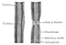 Un axone myélinisé du systeme nerveux periphérique