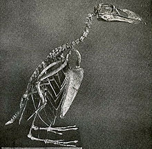 Squelette d'un Grand Pingouin, entier et debout, sur fond noir.