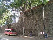 Arbres dont les racines enserrent un grand mur