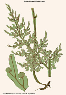 Hymenophyllum pulcherrimum-hook.jpg