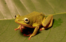 Hyperolius cinnamomeoventris; Cinnamon-bellied Reed Frog.jpg