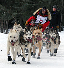 Iditarod Ceremonial start, Mitch Seaveys team.jpg
