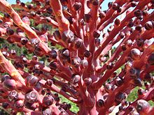 Photographie en gros plan de l'inflorescence de couleur rouge portant de nombreuses fleurs femelles de couleur brune.