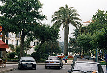Le célèbre cocotier du Chili centenaire d'une dizaine de mètres de hauteur à Hendaye-plage sur le rond-point du boulevard du général Leclerc, encombré de voitures.
