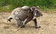Mére koala marchant sur un sol terreux avec son petit sur le dos qui s'agrippe à son cou