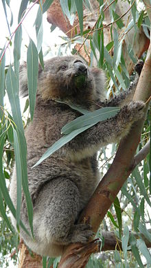 Koala redressé dans son arbre en train de guetter au loin