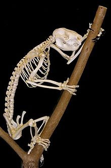 Squelette de koala accroché à une branche morte