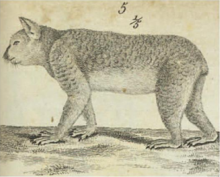 dessin de Cuvier de 1817 tentant de représenter un koala. La posture est celle d'un lynx