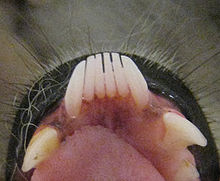 Détail des dents de la mâchoire inférieure d'un maki catta, montrant les six premières dents pointant vers l'extérieur plutôt qu'à la verticale comme les prémolaires (aux allures de canines) qui les suivent.
